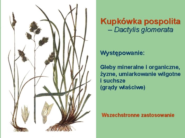 Kupkówka pospolita – Dactylis glomerata Występowanie: Gleby mineralne i organiczne, żyzne, umiarkowanie wilgotne i