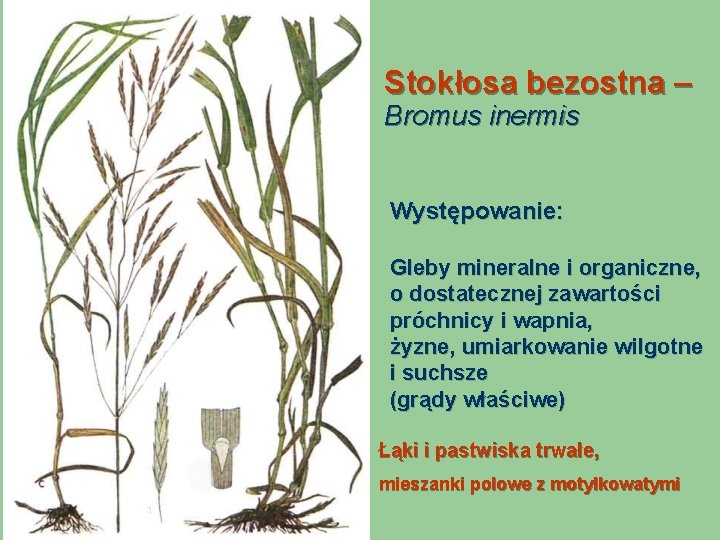Stokłosa bezostna – Bromus inermis Występowanie: Gleby mineralne i organiczne, o dostatecznej zawartości próchnicy