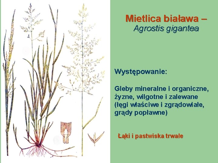 Mietlica biaława – Agrostis gigantea Występowanie: Gleby mineralne i organiczne, żyzne, wilgotne i zalewane