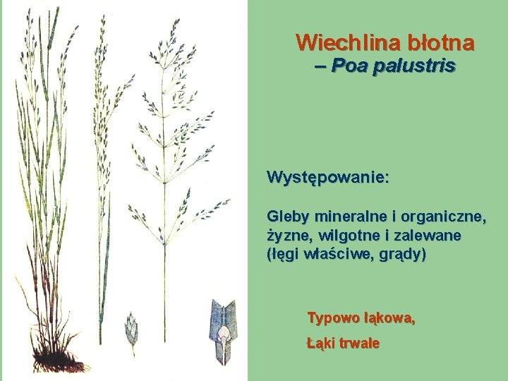 Wiechlina błotna – Poa palustris Występowanie: Gleby mineralne i organiczne, żyzne, wilgotne i zalewane