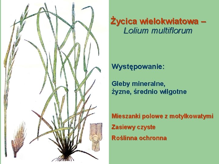 Życica wielokwiatowa – Lolium multiflorum Występowanie: Gleby mineralne, żyzne, średnio wilgotne Mieszanki polowe z