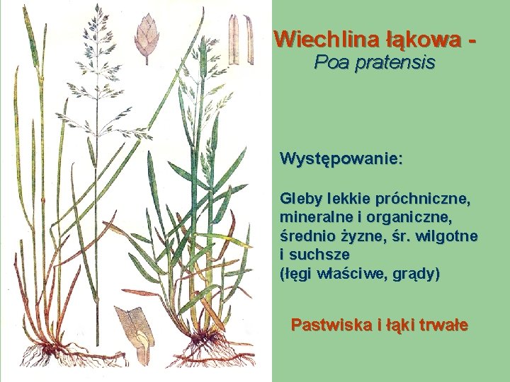 Wiechlina łąkowa Poa pratensis Występowanie: Gleby lekkie próchniczne, mineralne i organiczne, średnio żyzne, śr.
