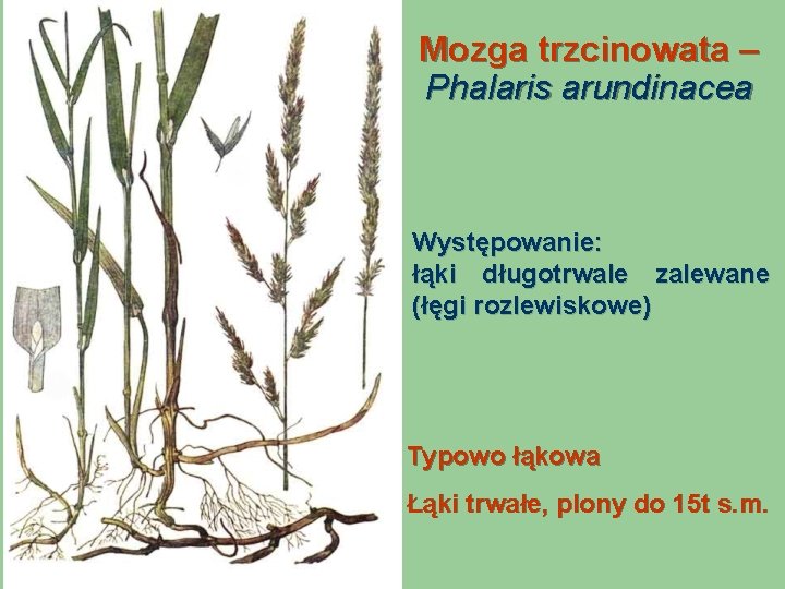 Mozga trzcinowata – Phalaris arundinacea Występowanie: łąki długotrwale zalewane (łęgi rozlewiskowe) Typowo łąkowa Łąki