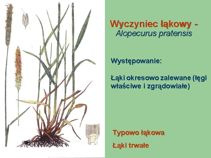 Wyczyniec łąkowy Alopecurus pratensis Występowanie: Łąki okresowo zalewane (łęgi właściwe i zgrądowiałe) zgrądowiałe Typowo