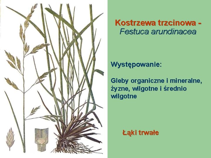 Kostrzewa trzcinowa Festuca arundinacea Występowanie: Gleby organiczne i mineralne, żyzne, wilgotne i średnio wilgotne