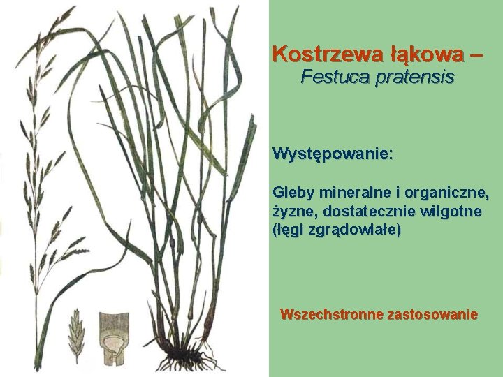 Kostrzewa łąkowa – Festuca pratensis Występowanie: Gleby mineralne i organiczne, żyzne, dostatecznie wilgotne (łęgi