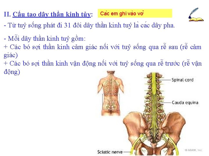 II. Cấu tạo dây thần kinh tủy: Ca c em ghi va o vơ