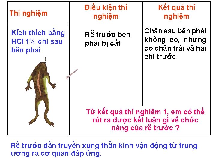 Thí nghiệm Điều kiện thí nghiệm Kết quả thí nghiệm Kích thích bằng HCl