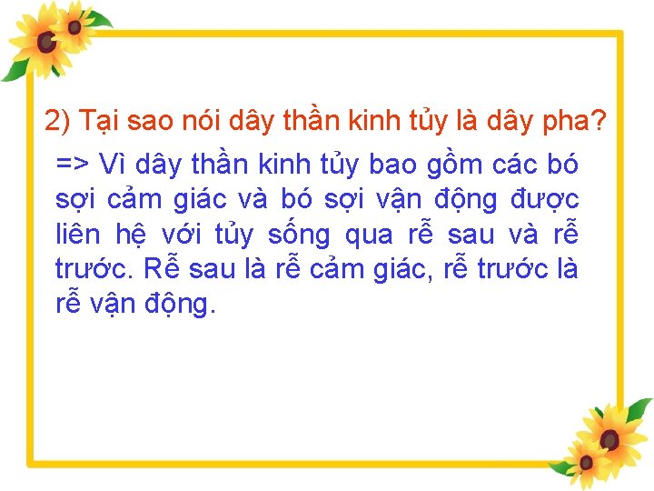 2) Tại sao nói dây thần kinh tủy là dây pha? => Vì dây