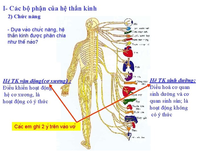 I- Các bộ phận của hệ thần kinh 2) Chức năng - Dư a