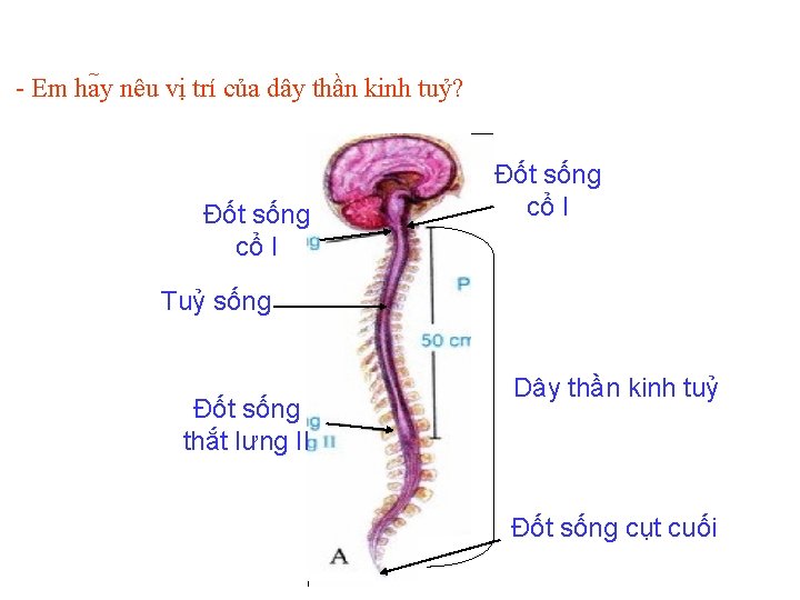 - Em ha y nêu vị trí của dây thần kinh tuỷ? Đốt sống