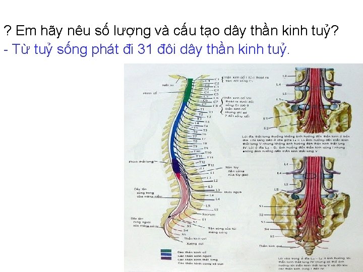 ? Em hãy nêu số lượng và cấu tạo dây thần kinh tuỷ? -