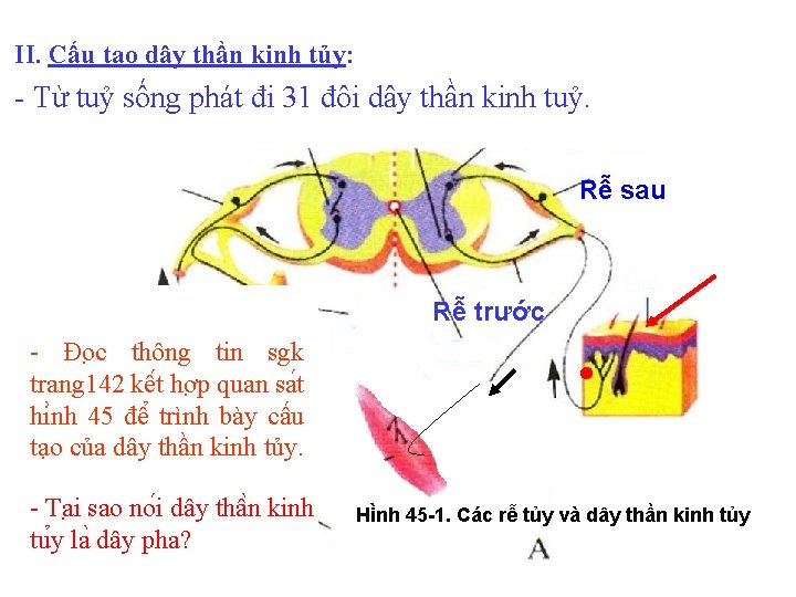 II. Cấu tạo dây thần kinh tủy: - Từ tuỷ sống phát đi 31