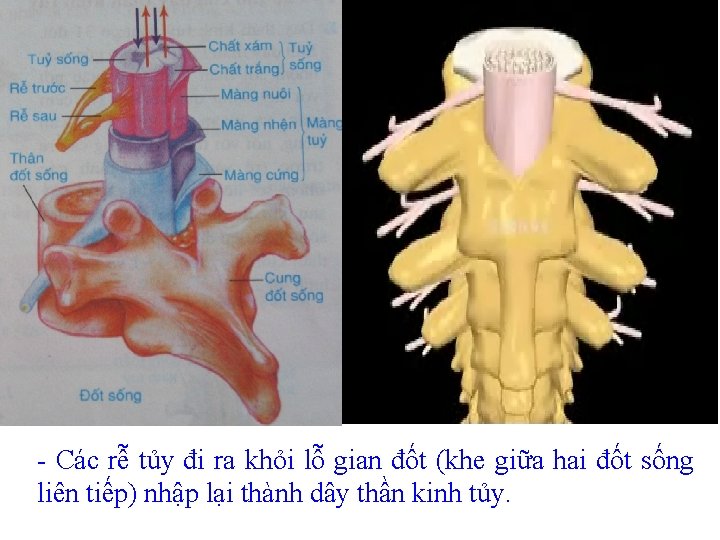 - Các rễ tủy đi ra khỏi lỗ gian đốt (khe giữa hai đốt