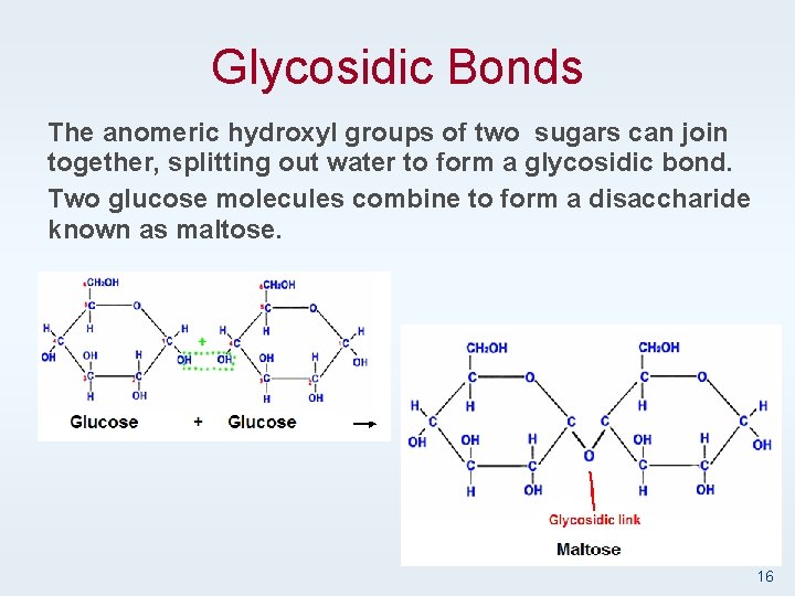 Glycosidic Bonds The anomeric hydroxyl groups of two sugars can join together, splitting out