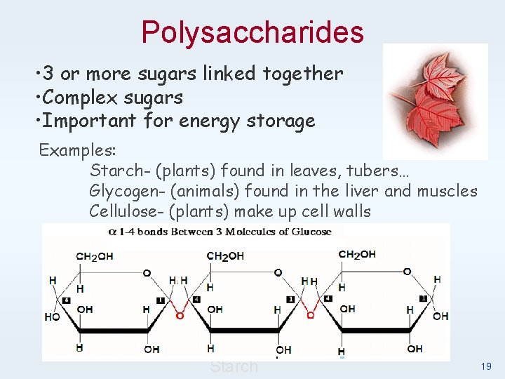 Polysaccharides • 3 or more sugars linked together • Complex sugars • Important for