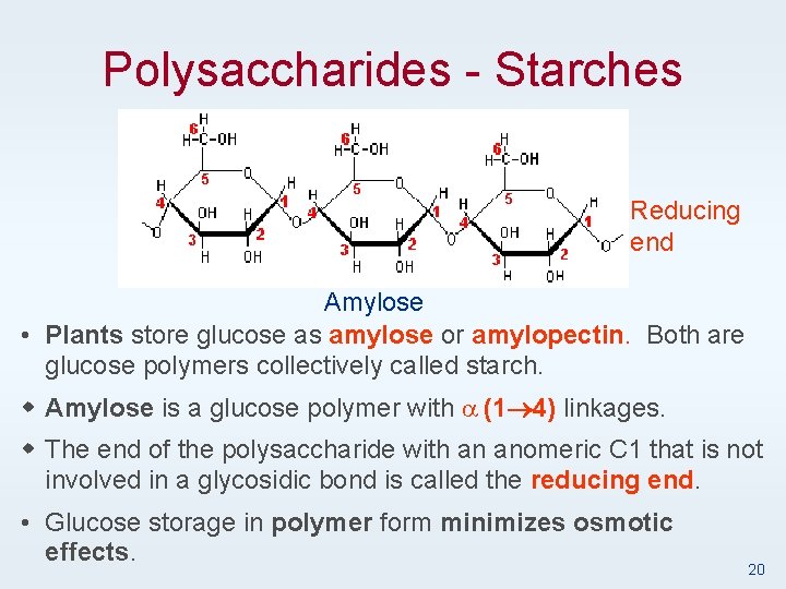 Polysaccharides - Starches Reducing end Amylose • Plants store glucose as amylose or amylopectin.