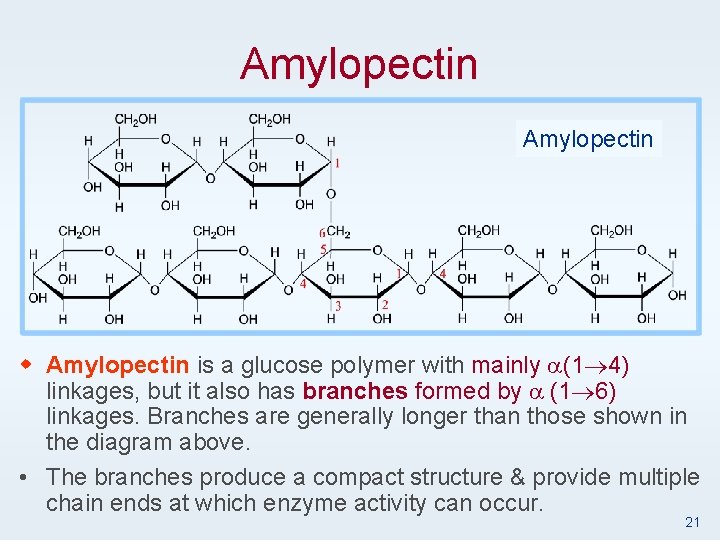 Amylopectin w Amylopectin is a glucose polymer with mainly a(1 4) linkages, but it