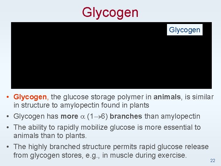 Glycogen • Glycogen, the glucose storage polymer in animals, is similar in structure to