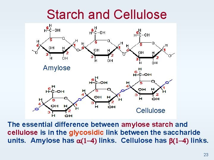 Starch and Cellulose Amylose Cellulose The essential difference between amylose starch and cellulose is