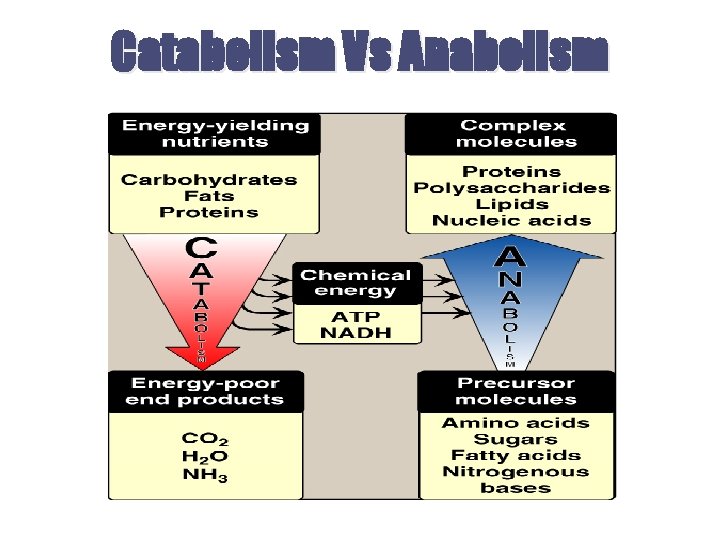 Catabolism Vs Anabolism 