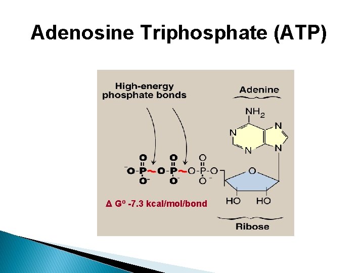 Adenosine Triphosphate (ATP) Δ Gº -7. 3 kcal/mol/bond 