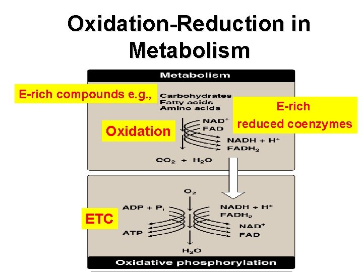 Oxidation-Reduction in Metabolism E-rich compounds e. g. , Oxidation ETC E-rich reduced coenzymes 