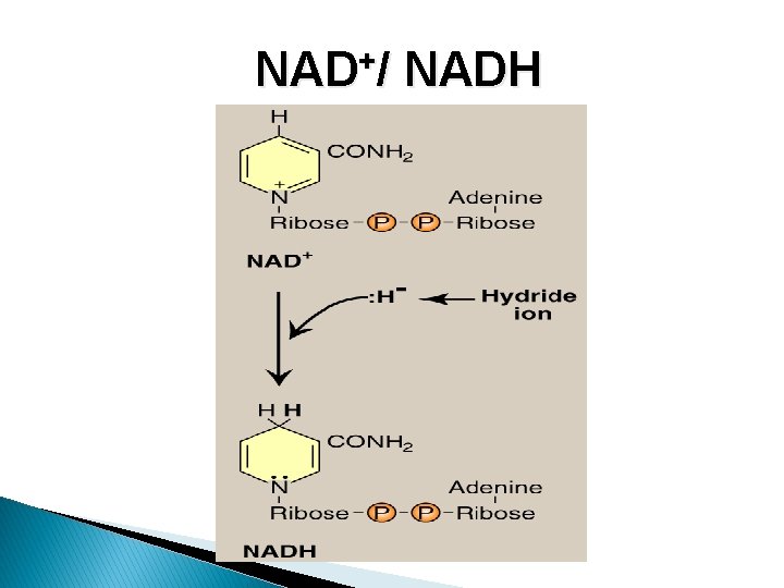 NAD+/ NADH 