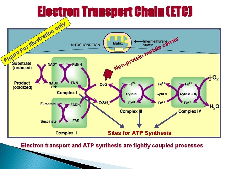 Electron Transport Chain (ETC) ly n no o ti a tr r o F