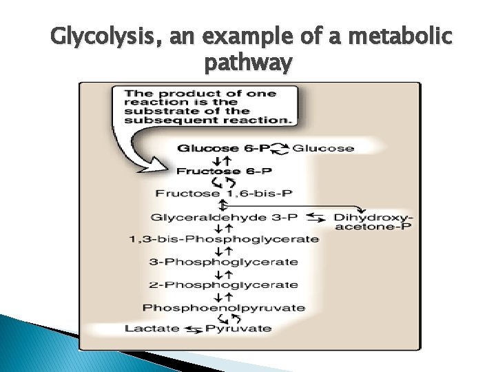 Glycolysis, an example of a metabolic pathway 