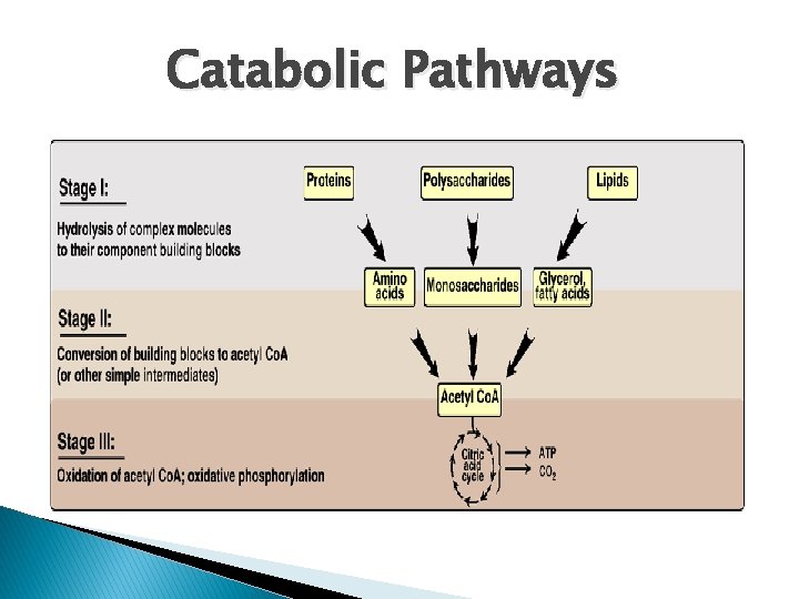 Catabolic Pathways 
