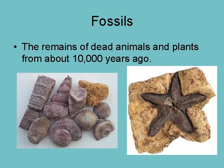 Fossils • The remains of dead animals and plants from about 10, 000 years