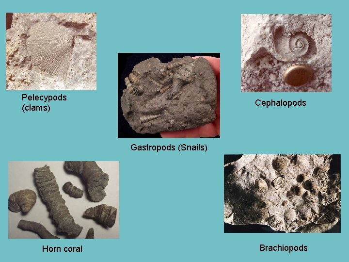 Pelecypods (clams) Cephalopods Gastropods (Snails) Horn coral Brachiopods 