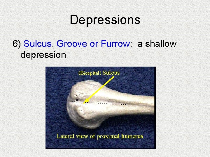 Depressions 6) Sulcus, Groove or Furrow: a shallow depression 