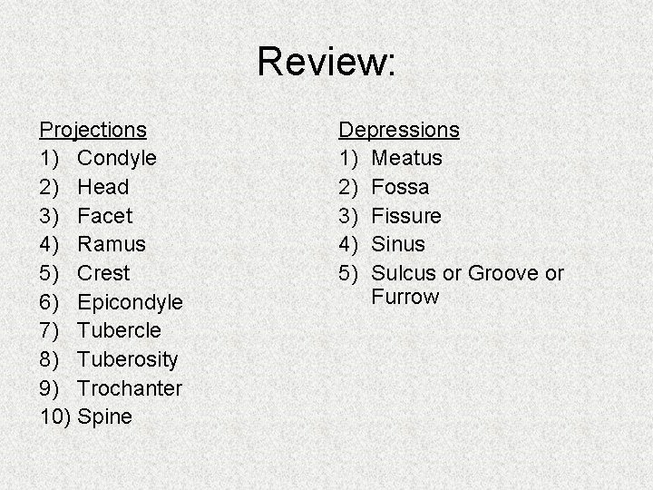 Review: Projections 1) Condyle 2) Head 3) Facet 4) Ramus 5) Crest 6) Epicondyle