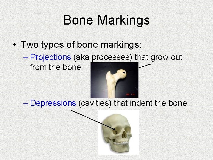 Bone Markings • Two types of bone markings: – Projections (aka processes) that grow