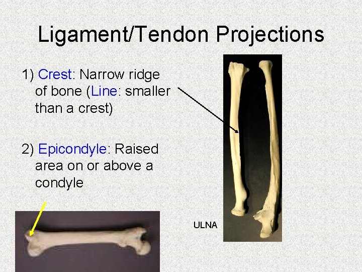 Ligament/Tendon Projections 1) Crest: Narrow ridge of bone (Line: smaller than a crest) 2)
