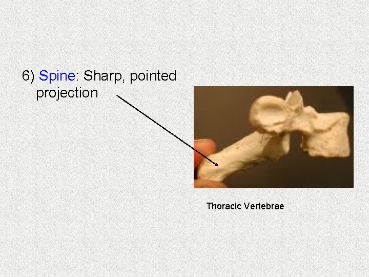 6) Spine: Sharp, pointed projection Thoracic Vertebrae 