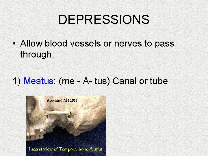DEPRESSIONS • Allow blood vessels or nerves to pass through. 1) Meatus: (me -