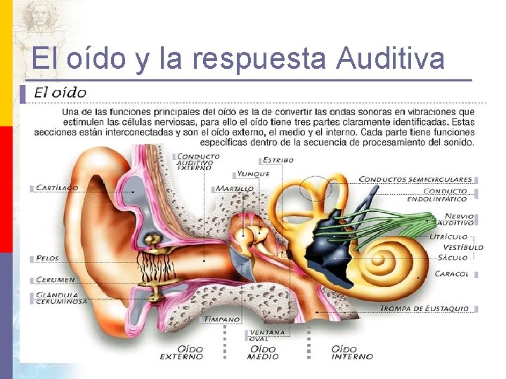 El oído y la respuesta Auditiva p p El oído es un órgano que