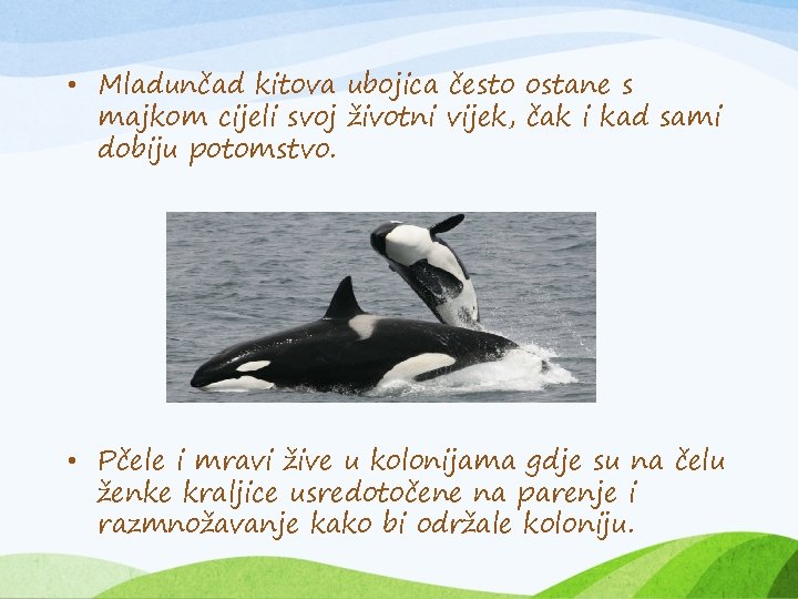  • Mladunčad kitova ubojica često ostane s majkom cijeli svoj životni vijek, čak
