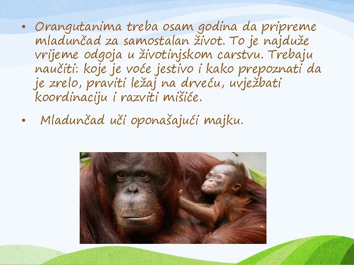  • Orangutanima treba osam godina da pripreme mladunčad za samostalan život. To je