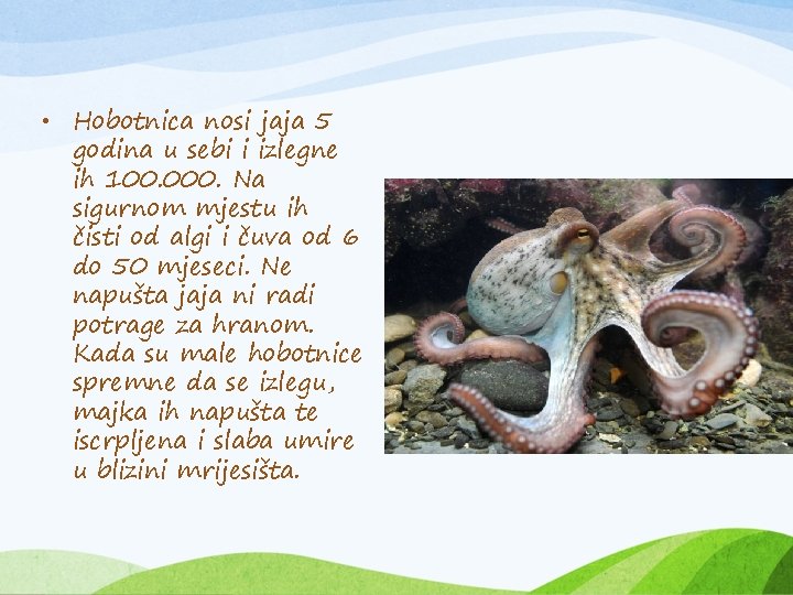  • Hobotnica nosi jaja 5 godina u sebi i izlegne ih 100. 000.