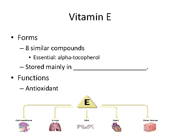 Vitamin E • Forms – 8 similar compounds • Essential: alpha-tocopherol – Stored mainly