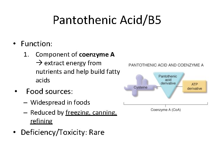 Pantothenic Acid/B 5 • Function: 1. Component of coenzyme A extract energy from nutrients