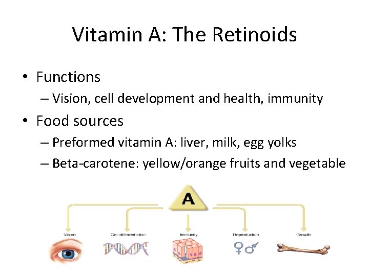 Vitamin A: The Retinoids • Functions – Vision, cell development and health, immunity •