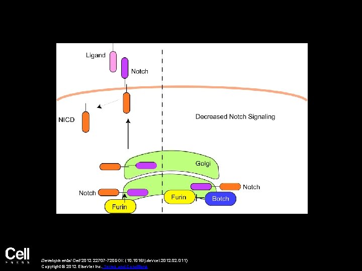 Developmental Cell 2012 22707 -720 DOI: (10. 1016/j. devcel. 2012. 011) Copyright © 2012