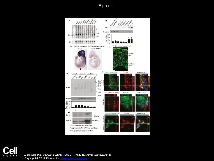 Figure 1 Developmental Cell 2012 22707 -720 DOI: (10. 1016/j. devcel. 2012. 011) Copyright