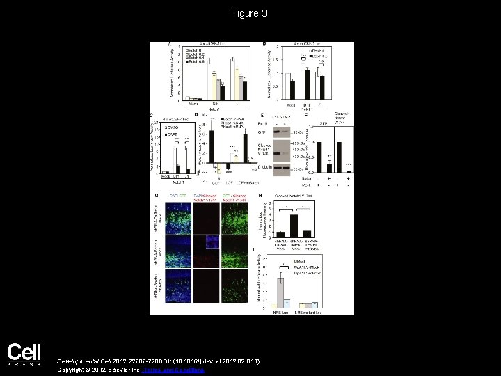 Figure 3 Developmental Cell 2012 22707 -720 DOI: (10. 1016/j. devcel. 2012. 011) Copyright