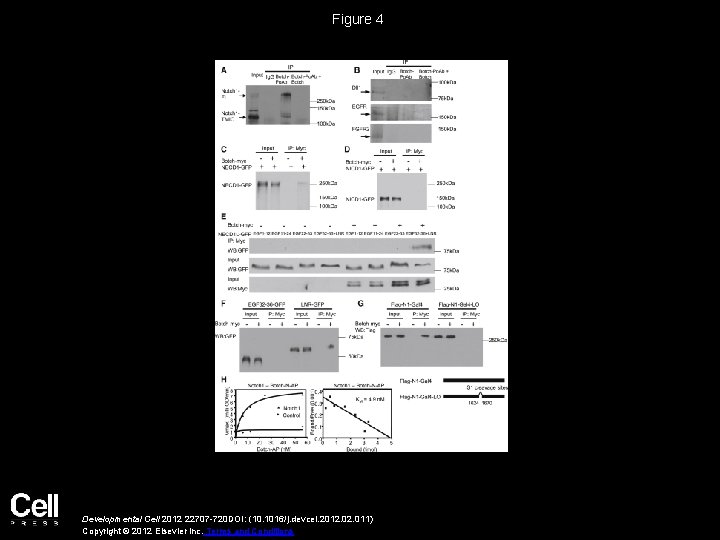 Figure 4 Developmental Cell 2012 22707 -720 DOI: (10. 1016/j. devcel. 2012. 011) Copyright